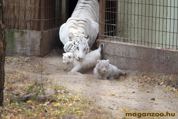 Magán Zoo Felsőlajos